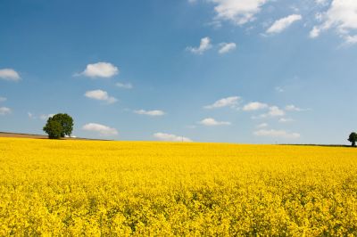 Rzepak jesienią: zastosowanie fungicydów i regulacja pokroju