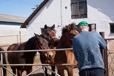 Hodowla i ujeżdżanie koni w gospodarstwie rolnym