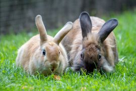 Zasady żywienia królików