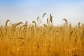zmiany w dopłatach do pszenicy i kukurydzy 