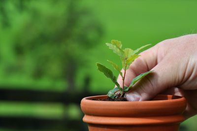 Posadź drzewa lub krzewy ze wsparciem ARiMR – 4 nowe nabory
