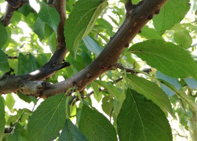 Tarcznik niszczyciel i misecznik śliwowy – zagrożenie dla drzew i krzewów owocowych