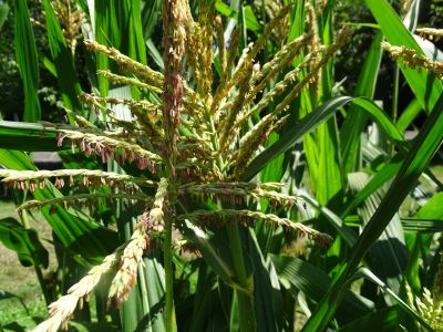 Sadzenie kukurydzy cukrowej – jaki sposób jest najbardziej opłacalny