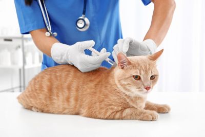 Uwaga na ptasią grypę u kotów