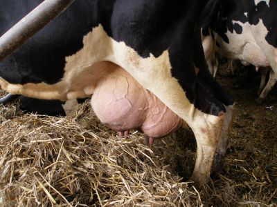 Dlaczego warto znać poziom mocznika w mleku krów