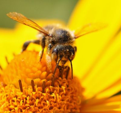Wsparcie dla pszczelarzy – ARiMR ogłasza nabory