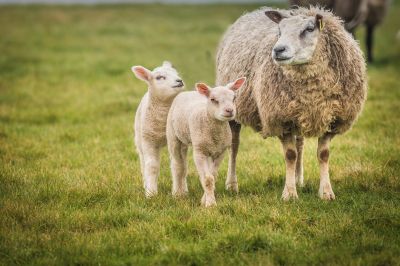 Kulawka u owiec – jak zapobiegać i leczyć