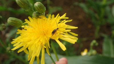 Kwitnące chwasty dostarczają pyłek chrząszczom obok pyłku kukurydzy (Beata Bereś)