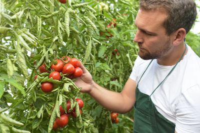 Ekologiczna uprawa pomidorów – przygotowanie gleby do uprawy