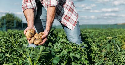 Ekologiczna uprawa ziemniaków – wymagania klimatyczne