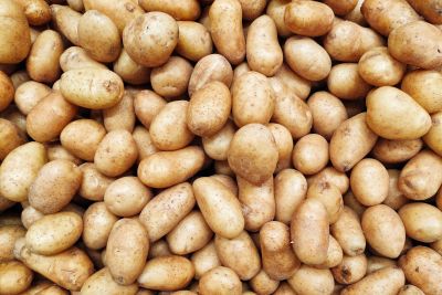 Ekologiczna uprawa ziemniaków – wymagania do stanowiska i przedplonu