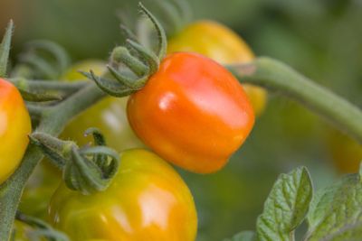 Zwalczanie zarazy ziemniaczanej na pomidorach