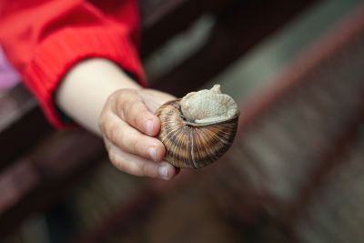 W jaki sposób dokumentować sprzedaż ślimaka jadalnego