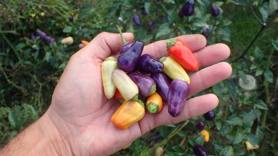 Ciekawe odmiany warzyw w przydomowym ogródku – warto z nimi eksperymentować