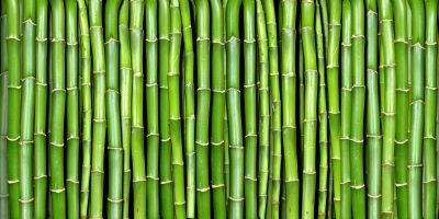 Bambus w ogrodzie – jaka odmiana najlepsza