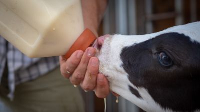 Probiotyki, prebiotyki, synbiotyki – kiedy warto je stosować w żywieniu bydła