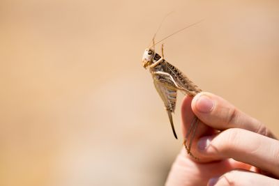 Szarańcza wędrowna (Locusta migratoria) – kolejny owad do jedzenia