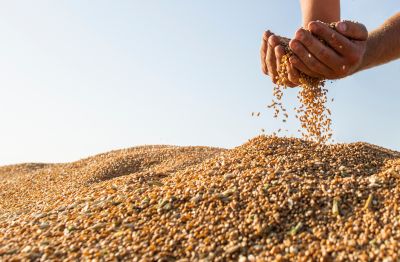 ile kosztule zboże w sierpniu 2025