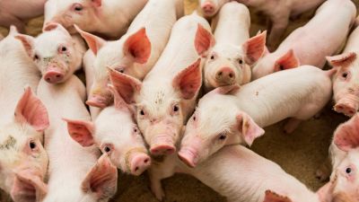 Prawidłowe żywienie świń jako podstawa udanej hodowli