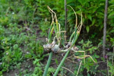 cebula wielopietrowa uprawa