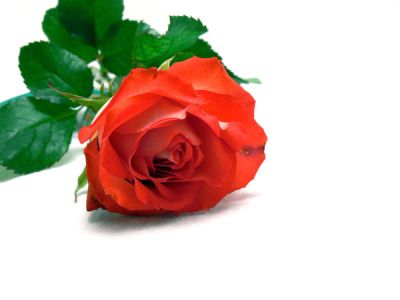 Róże – jak pielęgnować, sadzić i chronić na zimę