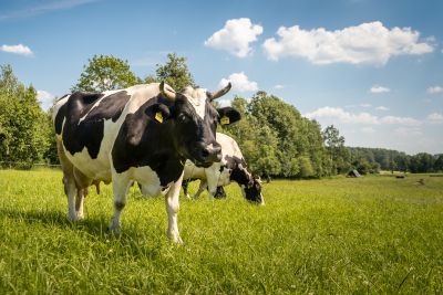 Sprawdź, jak ułożyć profesjonalną dawkę pokarmową dla krów mlecznych