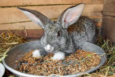 Kokcydioza królików – wciąż aktualny problem 