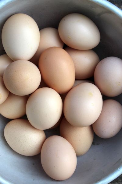 Czynniki wpływające na jakość jaj kurzych