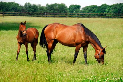 Sarkoidoza u koni – co to za choroba