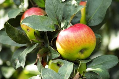 Tarcznik niszczyciel coraz większym problemem sadów jabłoniowych