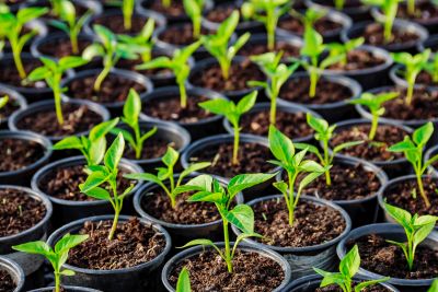 Jak dolistnie dokarmiać rośliny bobowate drobnonasienne