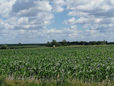 Czynniki wpływające na skuteczność chemicznego i biologicznego zwalczania agrofagów w kukurydzy