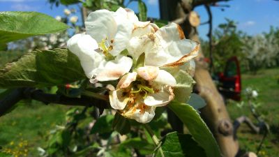 Ochrona sadów jabłoniowych przed szkodnikami wczesna wiosną