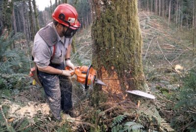 Kara za nielegalną wycinkę drzew. Czy można umorzyć