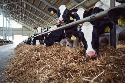 Ketoza – choroba bydła mlecznego, której nie wolno lekceważyć