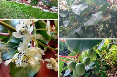 Kiwi, Aktinidia – uprawa, właściwości i zastosowanie