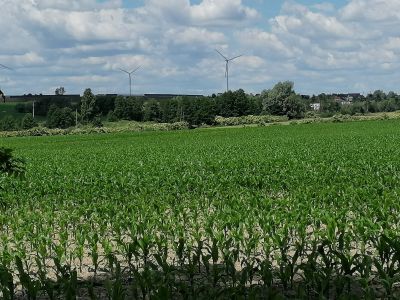 Zwalczanie agrofagów w kukurydzy – kolejne czynniki wpływające na skuteczność zabiegu