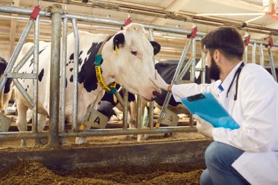 Wzdęcia u krów – sprawdzone sposoby leczenia chorych zwierząt