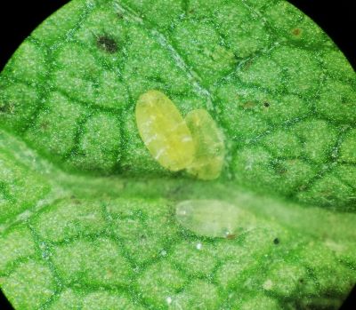 larwy misecznika na liściu. M (1)