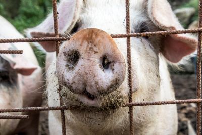 Różyca u świń – aktualny problem w hodowli trzody chlewnej
