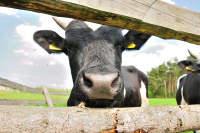 DDGS w żywieniu bydła – na co trzeba uważać