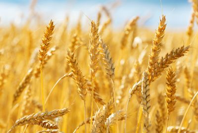 Dopłaty do pszenicy i kukurydzy 2023 – nabór rusza 14 kwietnia