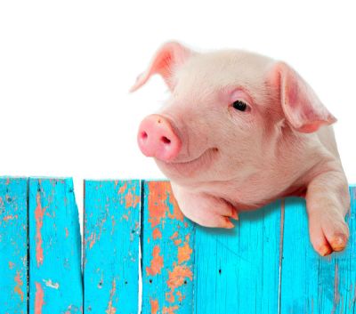 Pożyczki dla producentów świń z obszarów ASF – na co i w jakiej wysokości