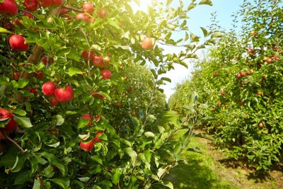Przekonaj się, jak skutecznie zwalczać owocówkę jabłkóweczkę