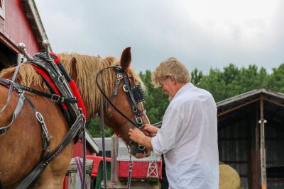 Zabiegi pielęgnacyjne konia – co się do nich zalicza?