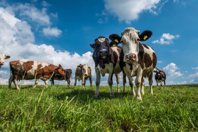 Poznaj najczęstsze przyczyny wzdęć u krów i dowiedz się, jak im zapobiegać