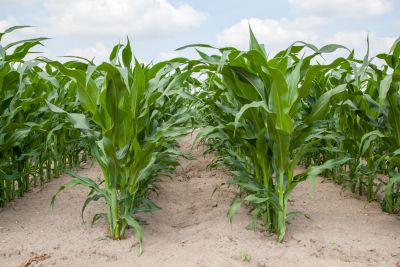Wczesne zwalczanie chwastów w kukurydzy – czym i w jaki sposób