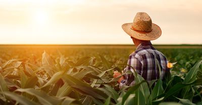 Zaprawy nasienne w ochronie kukurydzy na sezon 2021