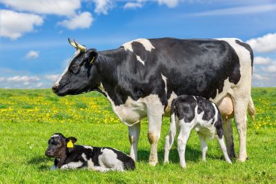 Dowiedz się, jak możesz zapobiec chorobom poporodowym krów