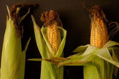 Ile kosztuje biologiczna i chemiczna ochrona kukurydzy